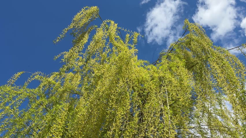 Willow tree salix against blue sky.