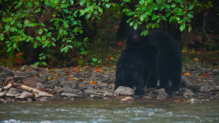 American Black Bear (Ursus americanus) Near River In Natural Forest Habitat. Static Shot
