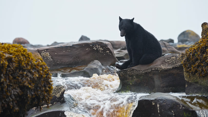 Vancouver Island Black Bear In British Columbia, Canada, Foraging For Food Along Fast Flowing River.