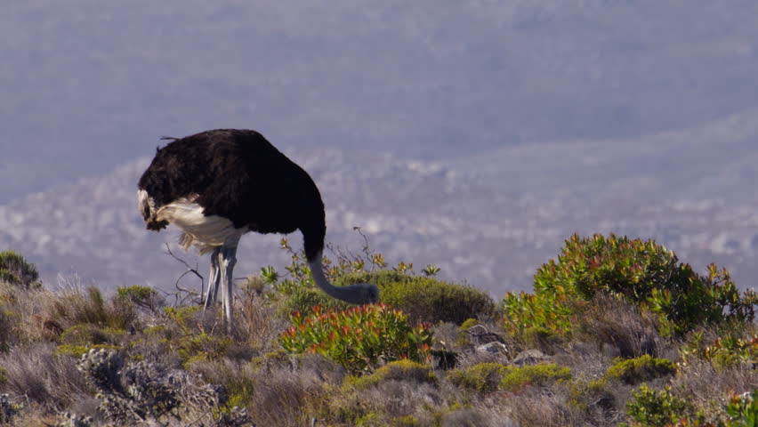 Telephoto view of male ostrich grazing in field at Cape Point Nature Reserve