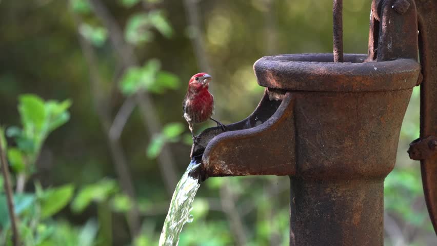 A male house finch stands on a water pump and drinks water flowing from it. The background shows various green plants and trees, creating a natural setting during daylight.
