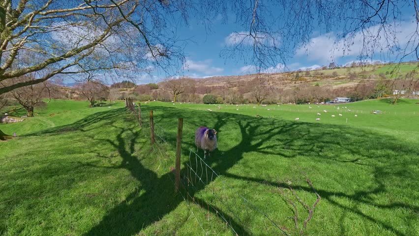 Irish rural scene sheep in shadow of tree springtime in Kerry Ireland Epic Locations