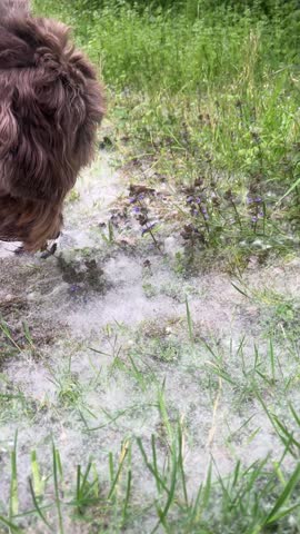 During pollen season, many pollen grains collect on the ground.