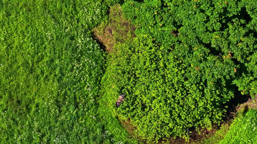 Top down drone shot of a large bird gliding over green grass before coming to a rest.
