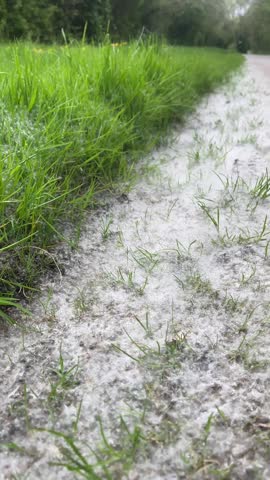 During pollen season, many pollen grains collect on the ground.