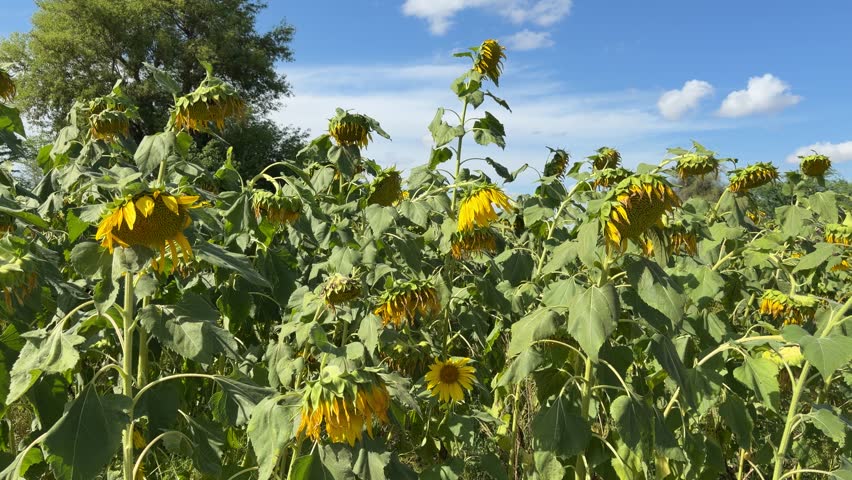 A field of mature sunflowers with heavy, drooping heads under a bright blue sky with wispy clouds.