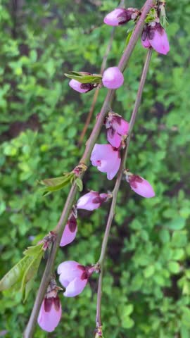 Video of peach tree branch with half-opened flowers against green background