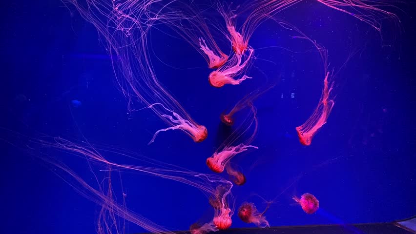 Glowing jellyfish in blue aquarium with neon pink tentacles – underwater abstract marine life background
