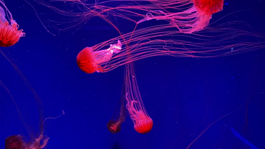 Glowing jellyfish in blue aquarium with neon pink tentacles – underwater abstract marine life background