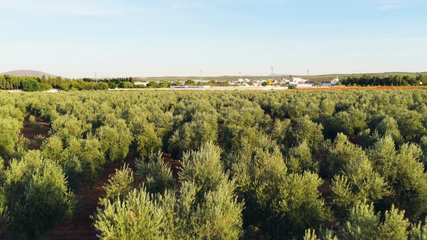 Drone view flying over a vast olive grove plantation. Beautiful agricultural landscape with rows of olive trees under a clear blue sky