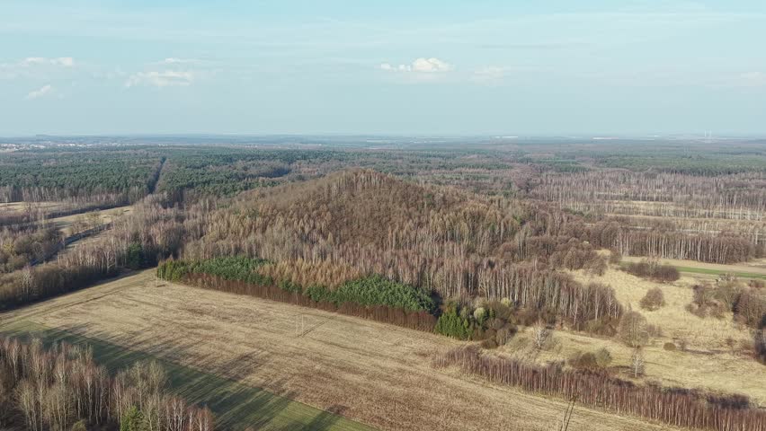 Ecological landscape with forest edge and grassy horizon