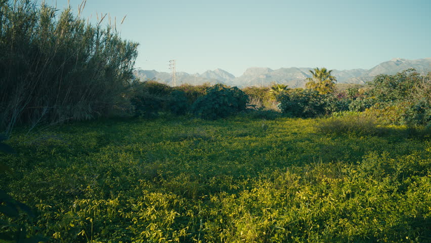 Lush green meadow with yellow flowers and trees under warm sunlight, with mountains in the background. Natural outdoor landscape with rich greenery, calm atmosphere and clear blue sky.