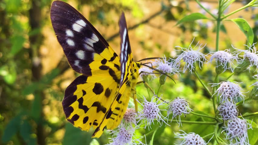 Pollination: False Tiger moth feeding nectar on Siam weed purple bush flower - insect.