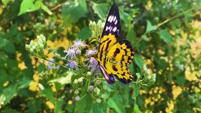 False Tiger moth pollinating on Siam weed purple bush flower - close up static shot.