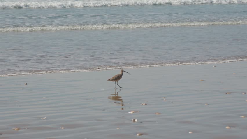 Long-billed Curlew Walking on California Beach