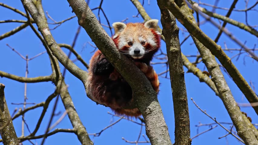 The red panda, Ailurus fulgens, also called the lesser panda and the red cat-bear sitting on a tree.