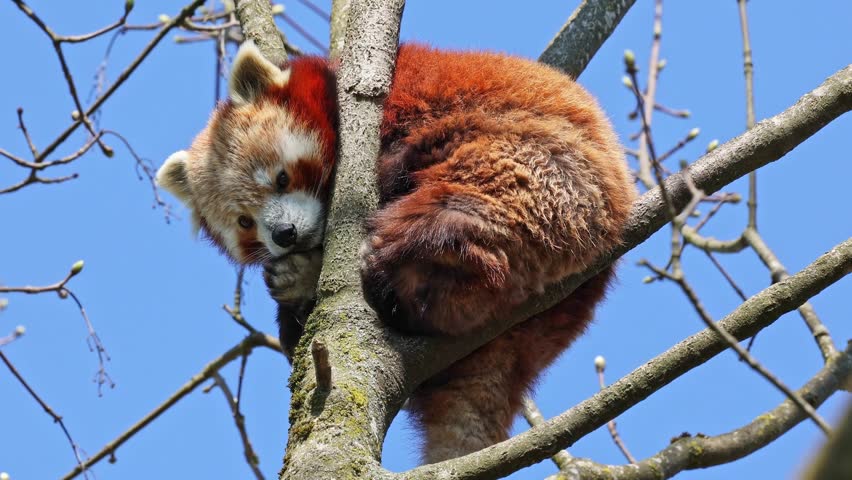The red panda, Ailurus fulgens, also called the lesser panda and the red cat-bear sitting on a tree.
