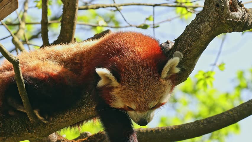 The red panda, Ailurus fulgens, also called the lesser panda and the red cat-bear sitting on a tree.