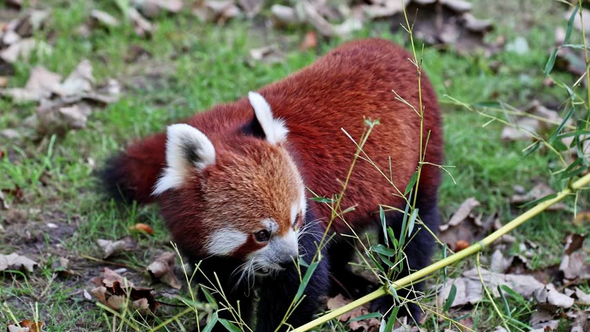 The red panda, Ailurus fulgens, also called the lesser panda and the red cat-bear sitting on a tree.