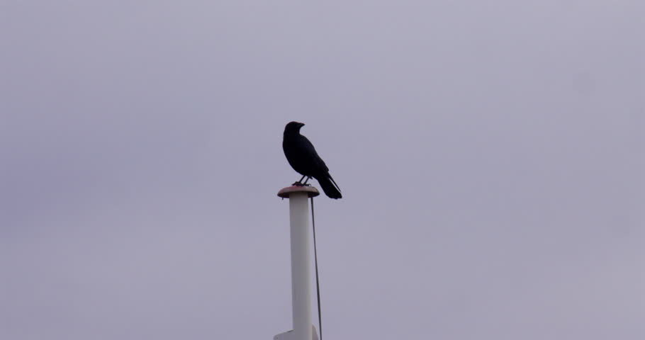 Wide shot of a Blackbird crow on top of a flagpole At Shoreham Fort