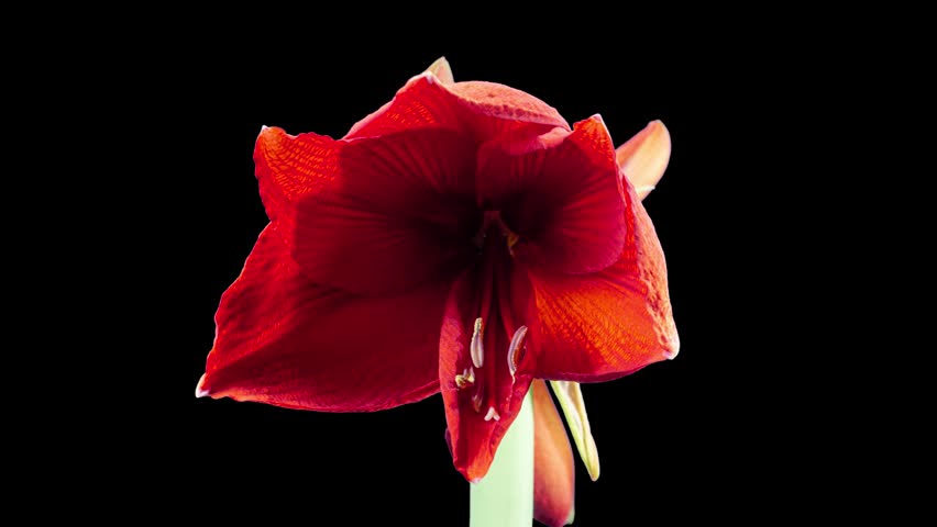 Red Hippeastrum Opens Flowers in Time Lapse on a Black Background. Growth of Orange Amaryllis Flower Buds. Perfect Blooming Houseplant