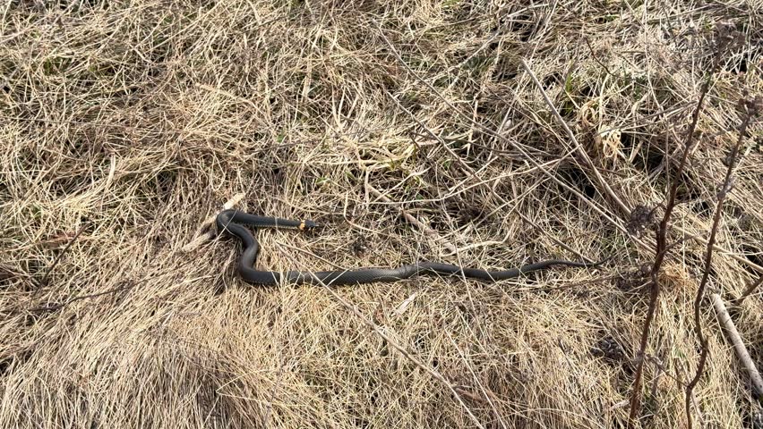 Grass snake, Natrix natrix, slithering among sun dappled autumn grass, blending seamlessly into its surroundings in its native habitat