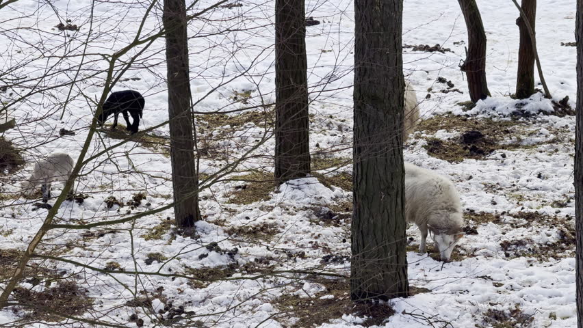 Two animals are foraging in a snowy area surrounded by trees. One animal is black and thin while the other is white and thick. Snow covers the ground around them.