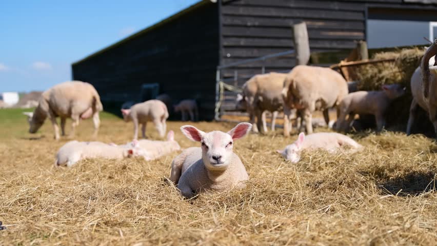 Sheep and lambs eating and resting on hay inside a barn. Traditional organic farm scene focusing on livestock care, feeding and agriculture in a rustic stable.