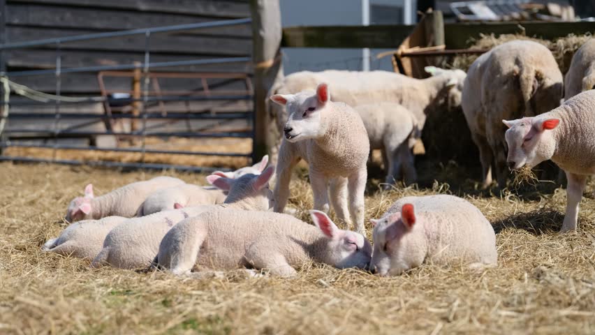 Sheep and lambs eating and resting on hay inside a barn. Traditional organic farm scene focusing on livestock care, feeding and agriculture in a rustic stable.