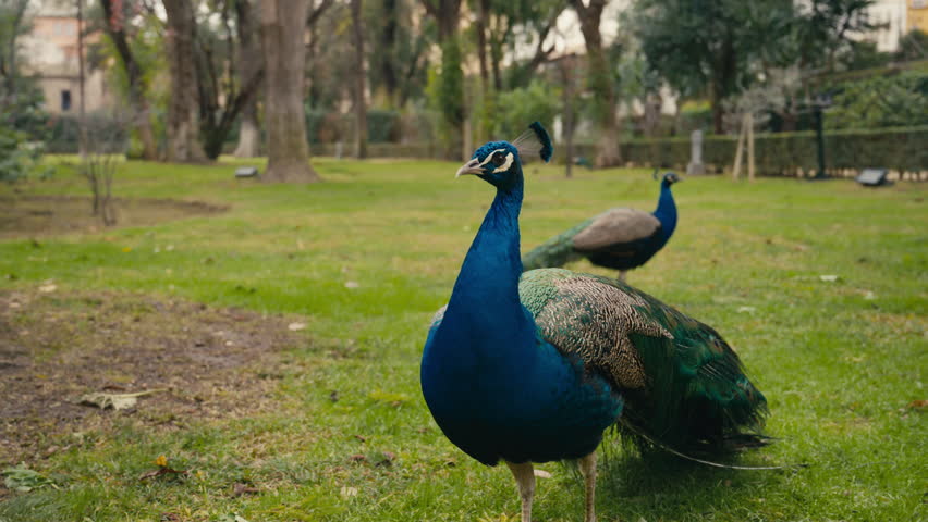Close view of two colorful peacocks standing on grass in a park, showing detailed plumage and natural behavior in a calm outdoor setting.
