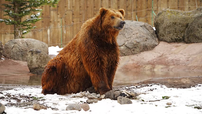 A brown grizzly bear at a zoo a bear conservation center in Yellowstone National Park.
