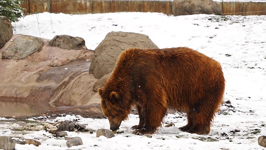 A large brown bear—a seven-year-old found in Yellowstone—is playing in the snow and a pond at a wildlife conservation center in Montana, USA.
