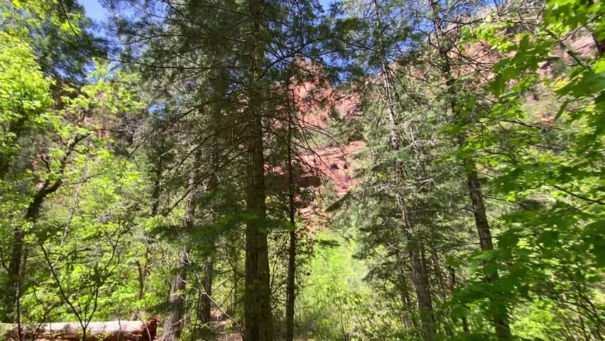 Smooth shot looking up through translucent green maple leaves at towering red cliffs and pine trees. Bright sunbeams shine through foliage against a clear blue sky. Arizona mountain adventure.