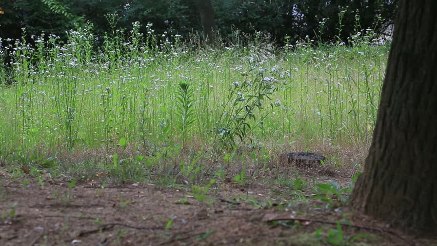 Low angle view of white wild flowers (Erigeron annuus) blooming in a lush field behind a tree trunk in South Korea. Concept of woodland serenity, natural environment, and peaceful summer landscape in Korea.