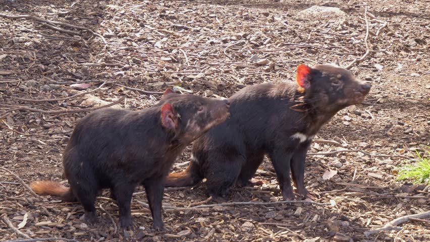 Curious Tasmanian Devils In Tasmania, Australia - Wide Shot