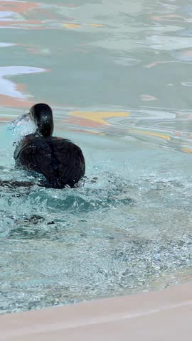 A black great cormorant swims through clear water before spreading wings and taking flight