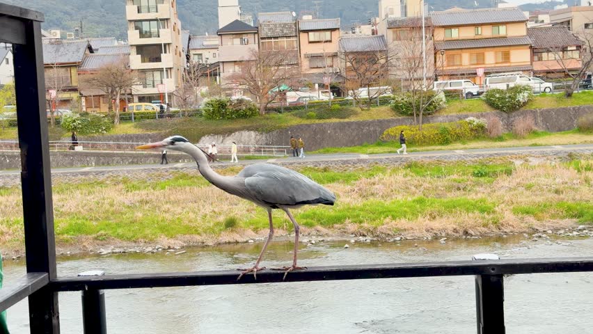 A grey heron stands still on a black metal railing with the Kyoto city skyline