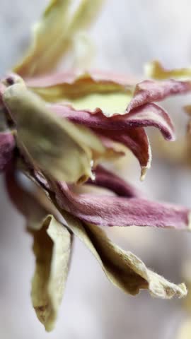 Macro footage of dried magenta and brown flowers resembling potpourri, captured with shallow depth of field and soft bokeh. The camera gently moves closer and further, creating a calm, tactile and sensory visual. The organic textures and muted tones evoke warmth, nostalgia, and relaxation. Ideal for wellness, aromatherapy, beauty branding, and atmospheric background use.