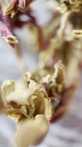Macro abstract footage of dried magenta and brown floral elements resembling potpourri, captured with shallow depth of field and soft bokeh. The camera gently shifts focus while hovering closer and further, revealing rich textures and organic forms. The warm, muted tones evoke calmness, nostalgia, and tactile beauty. Ideal for luxury branding, wellness visuals, editorial backgrounds, and sensory storytelling.