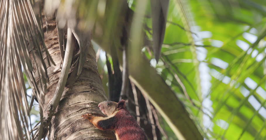 Malabar Giant Squirrel sprinting up a coconut palm; slow motion arboreal climbing movement