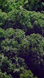 Vertical video: Camera pulling as hand entering left choosing roots, kale filling right with charts. Greens, produce, market, display, countertop, infographic, vertical video - Powered by Shutterstock - Get 15% off with code: PIKWIZARD15