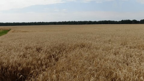 Drone Flying Low over Wheat Field Forward