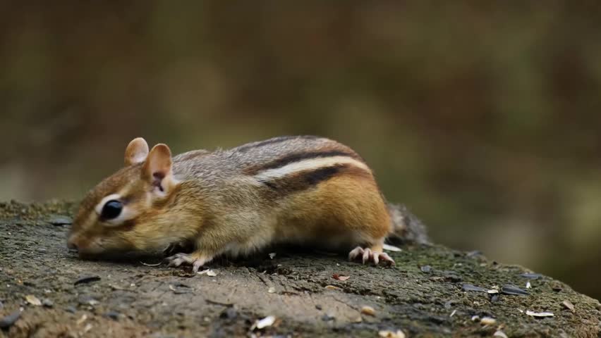 Eastern Chipmunk Foraging and Eating Seeds on Mossy Tree