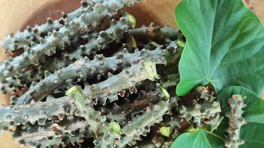 Heart leaved moonseed, Tinospora cordifolia. Thai herb.