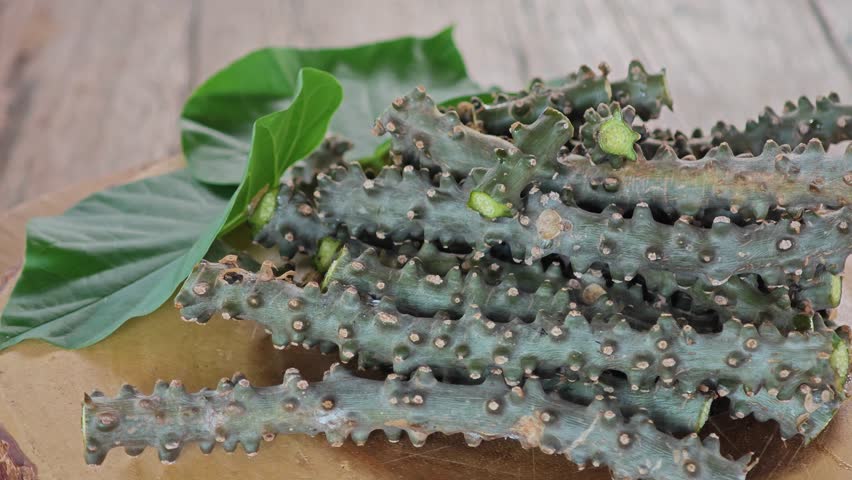 Heart leaved moonseed, Tinospora cordifolia. Thai herb.