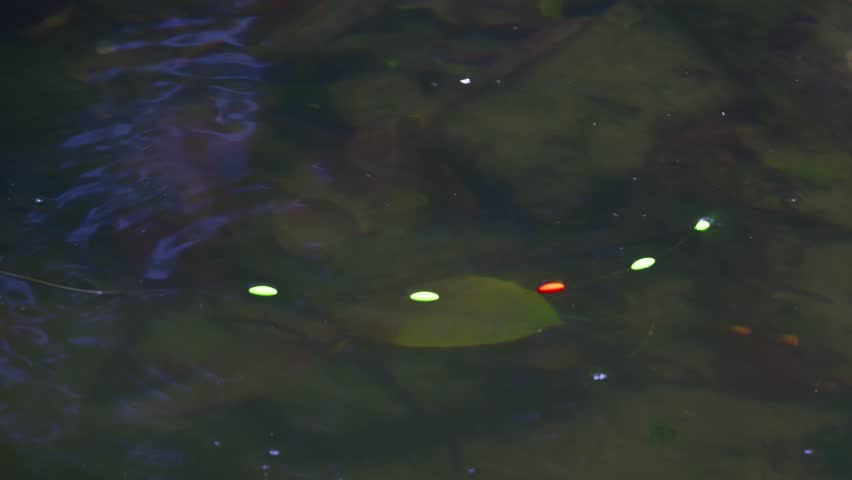 A fishing bobber floats steadily right next to the fish.