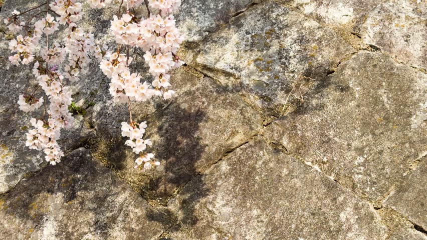 Flowering sakura branches moving, old masonry wall, sunny spring day.