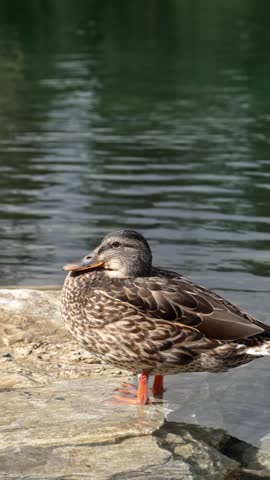 Beautiful female mallard duck standing on a sunlit rock at the edge of a tranquil pond, with gentle ripples reflecting on the calm water surface during a peaceful day in nature