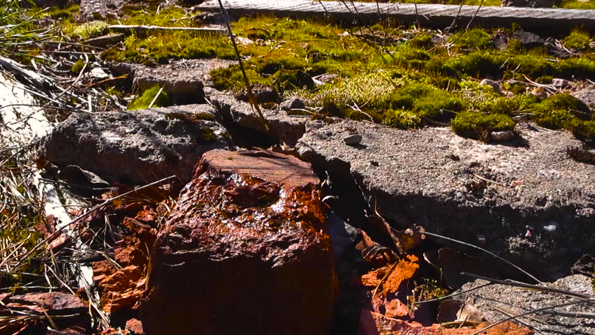 Sunlight moving over a pile of crumbling red bricks and broken concrete with vibrant green moss growing among the old building ruins, creating a study in texture, decay, and rebirth