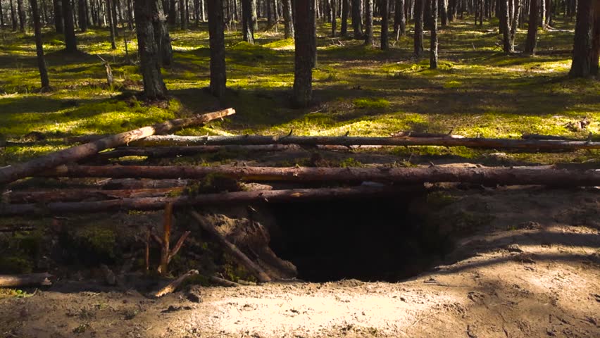 Deep military fighting hole, or foxhole, dug into the sandy ground of a beautiful pine forest, with reinforcing logs placed over the top as the camera moves on a dolly